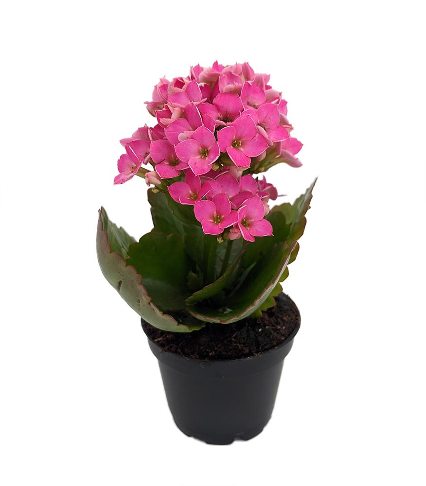 Pink Kalanchoe - 2.5" Pot - In Bud and Bloom / Easy House Plant