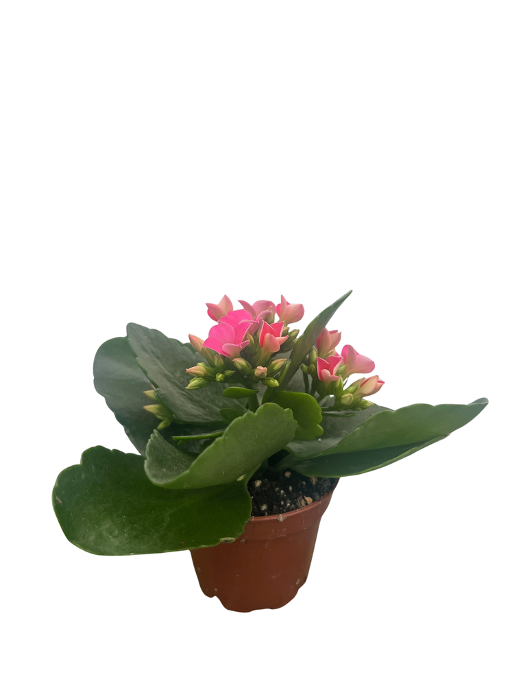 Pink Kalanchoe - 2.5" Pot - In Bud and Bloom / Easy House Plant