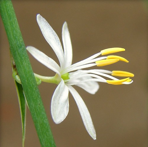 Reverse Variegated Spider Plant - Cleans the Air - 2.5" pot