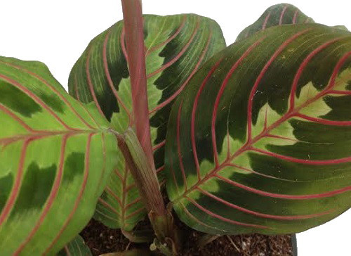 Hirt's Red Prayer Plant - 2 Pack - Maranta - House Plant - 3" Pots