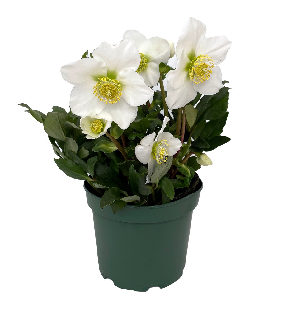 Gold Collection® Jacob - Stunning - Christmas Rose- Helleborus- Gallon Pot