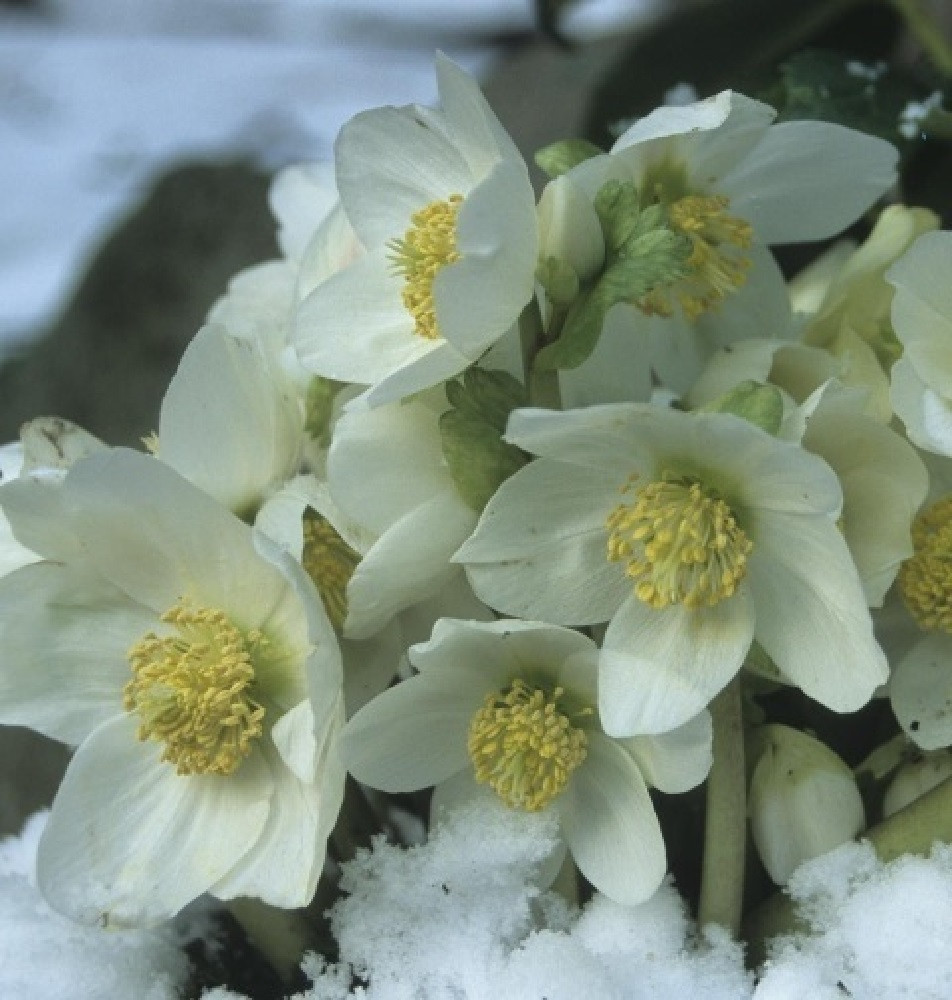 Gold Collection® Jacob - Stunning - Christmas Rose- Helleborus- Gallon Pot