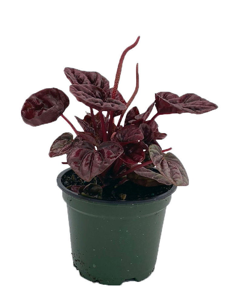 Schumi Red Ripple Peperomia 4" Pot  - Easy to Grow Houseplant
