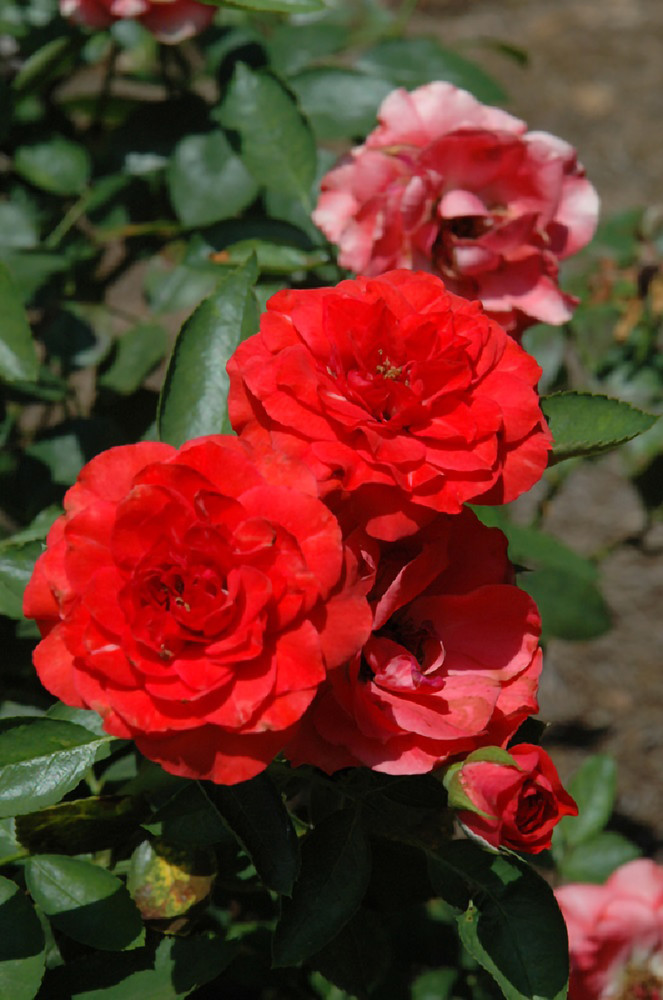 Brilliant™ Veranda® Rose - 4" Pot