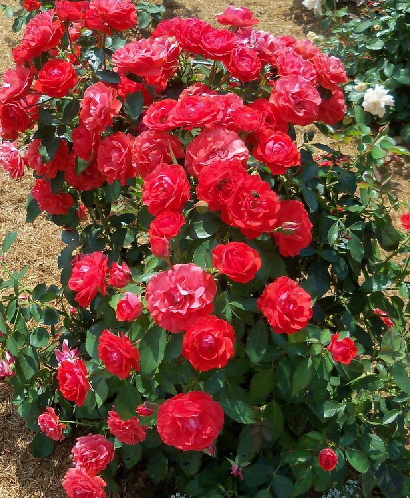 Brilliant™ Veranda® Rose - 4" Pot
