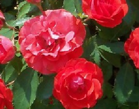 Brilliant™ Veranda® Rose - 4" Pot