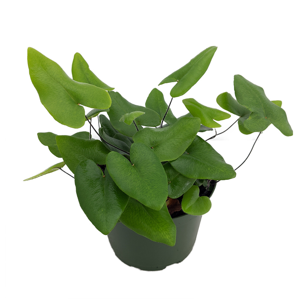 Floating Heart Fern - Hemionitis arifolia - 6" Hanging Basket