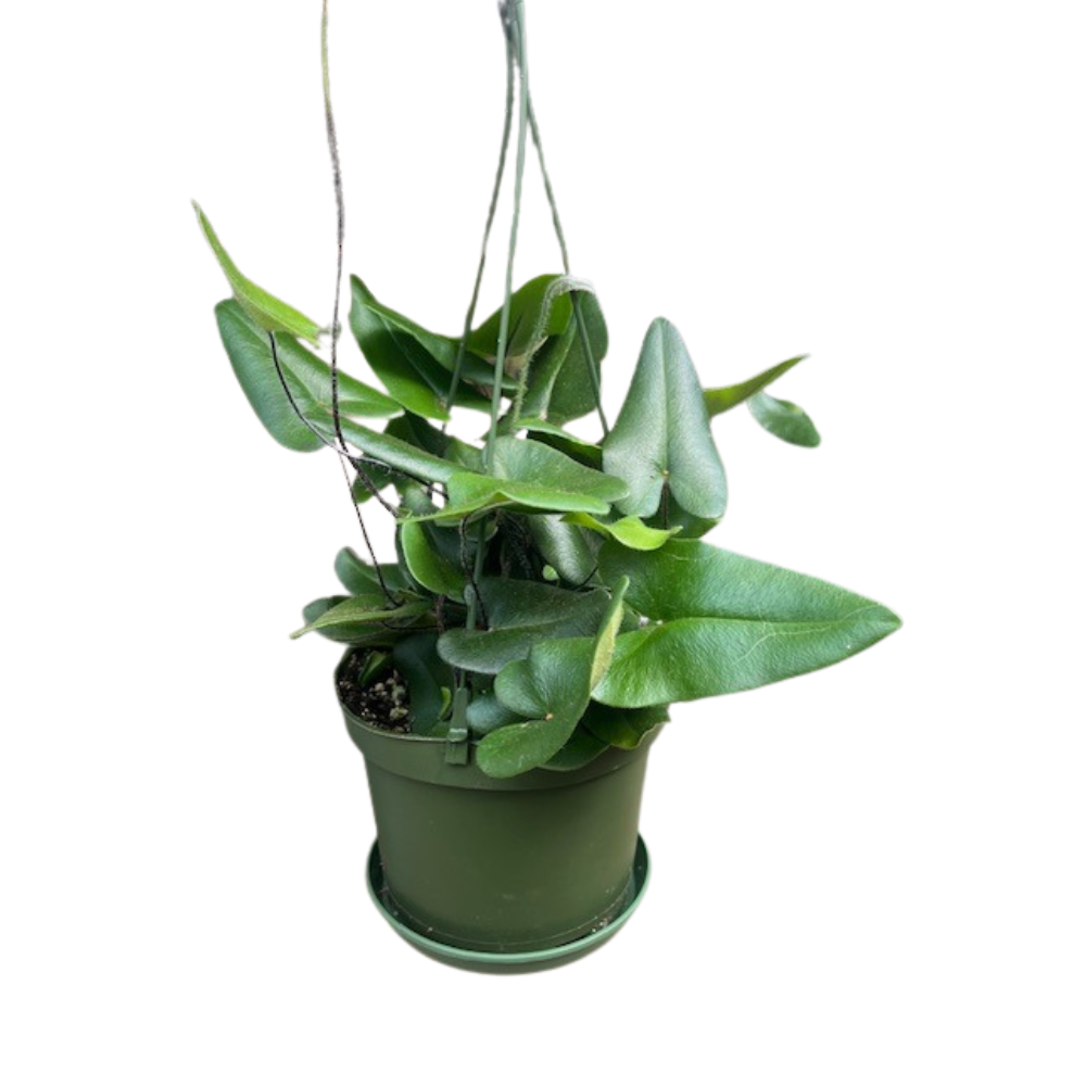 Floating Heart Fern - Hemionitis arifolia - 6" Hanging Basket