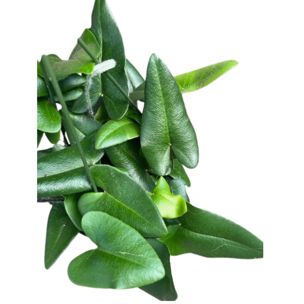 Floating Heart Fern - Hemionitis arifolia - 6" Hanging Basket