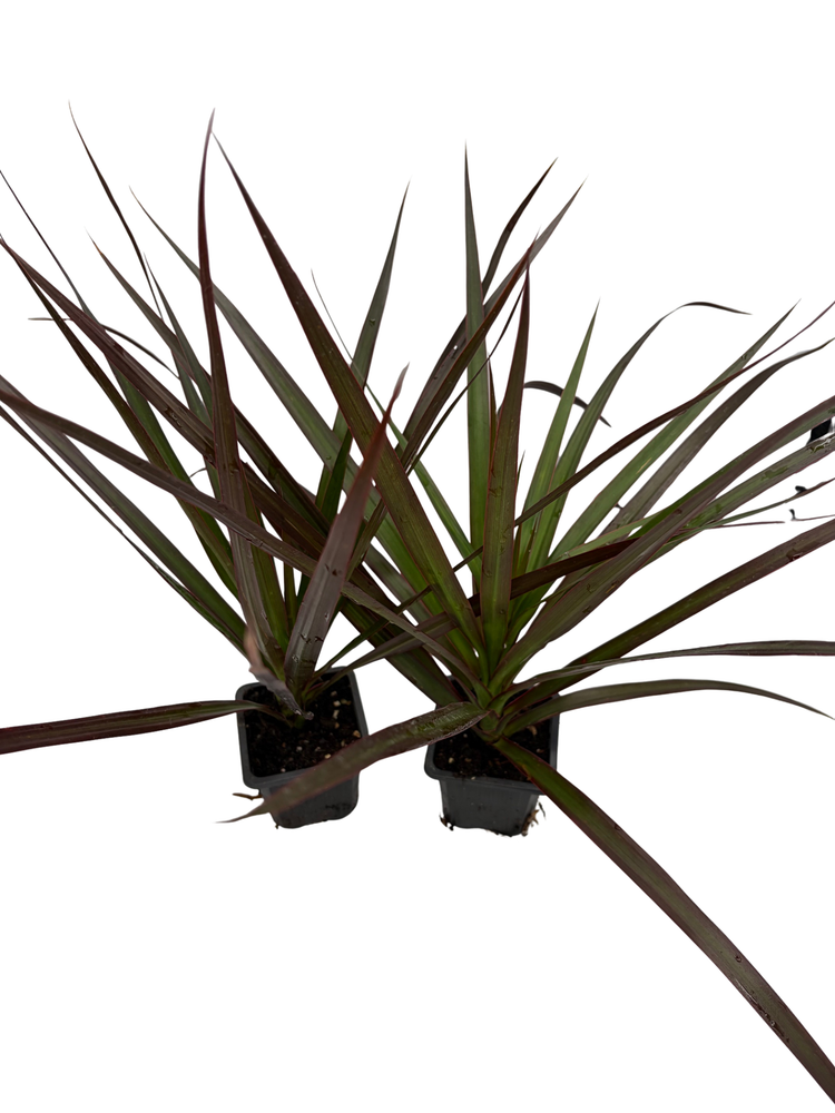 Magenta Madagascar Dragon Tree - Dracaena marginata - 2 Plants 3" Pots