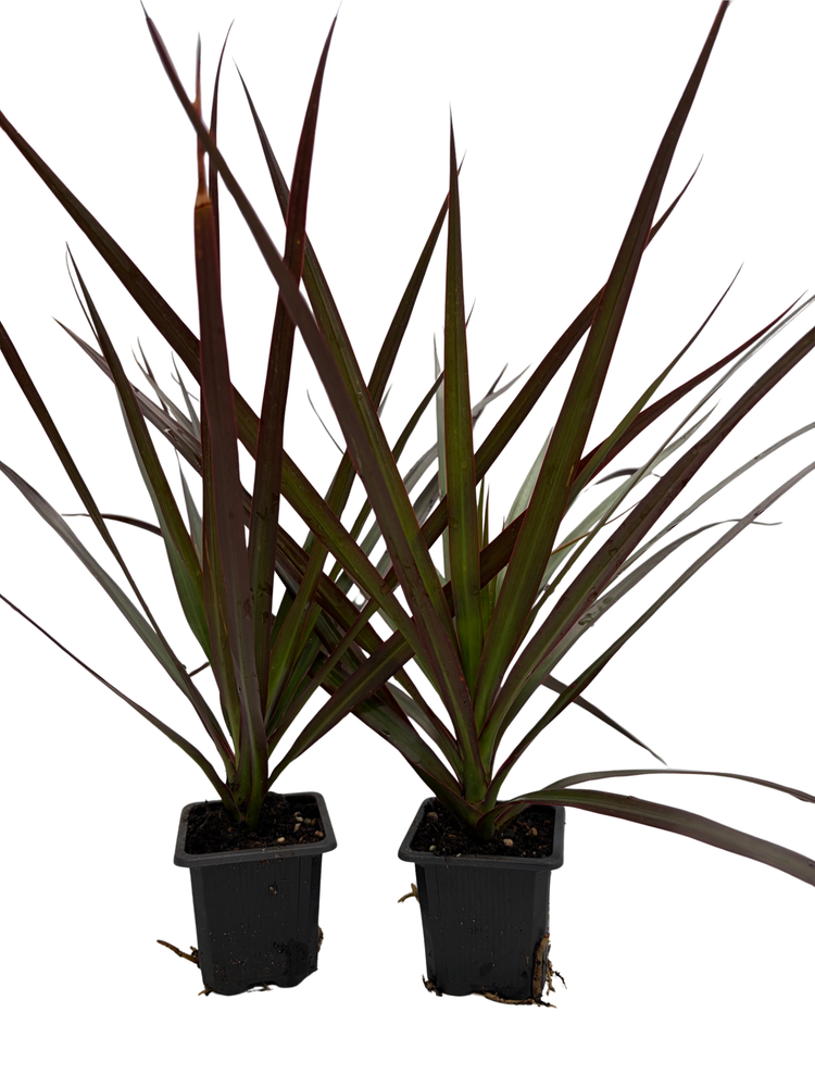 Magenta Madagascar Dragon Tree - Dracaena marginata - 2 Plants 3" Pots