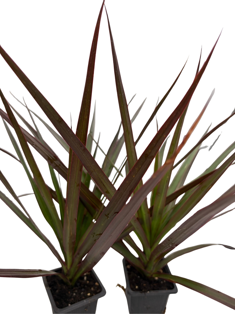 Magenta Madagascar Dragon Tree - Dracaena marginata - 2 Plants 3" Pots