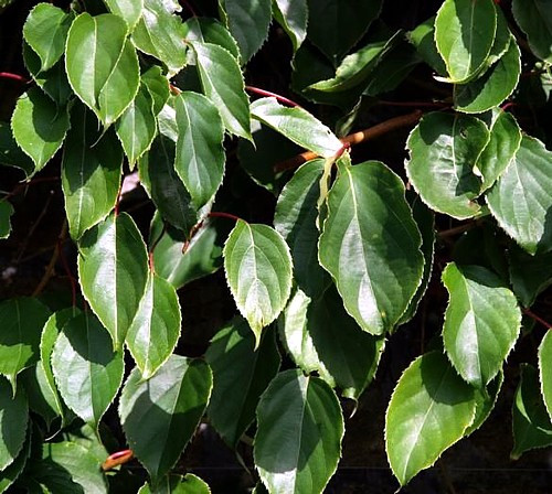 Issai Kiwi Vine - Hardy - Self Fruitful Female Variety - 2.5" Pot