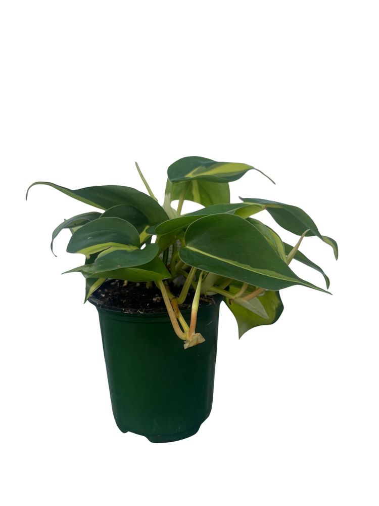 Brazil Philodendron 4" Pot - Easy Houseplant - Low Light