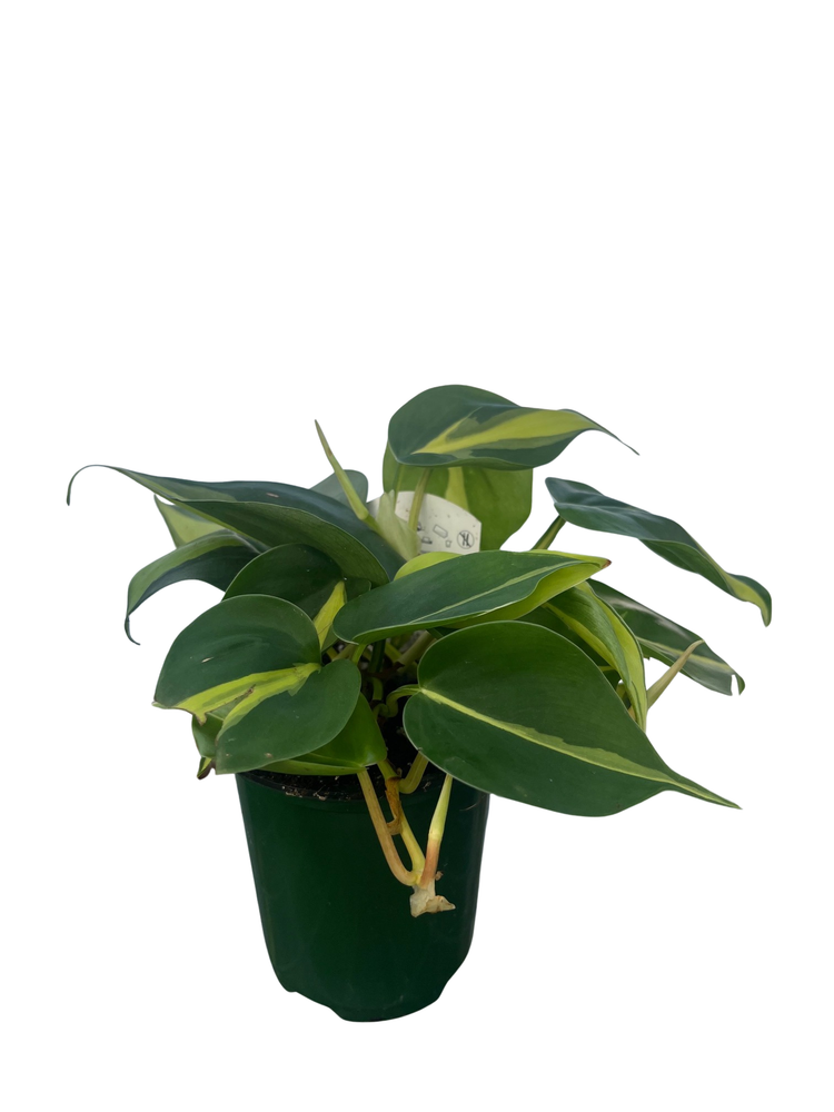 Brazil Philodendron 4" Pot - Easy Houseplant - Low Light