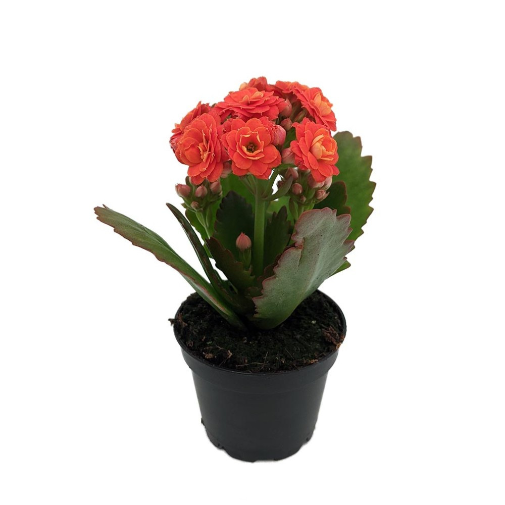 Orange Calandiva Plant - 2.5" Pot - Kalanchoe - Vivid Double Orange Blooms!