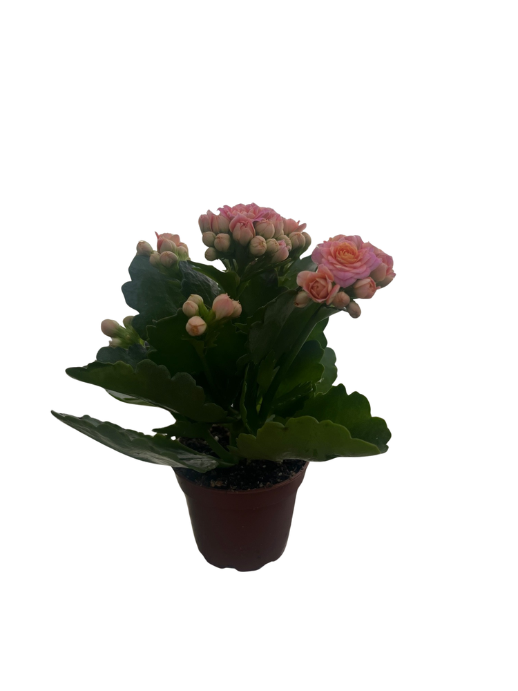 Pink Calandiva Plant - 2.5" Pot - Kalanchoe - Double Pink Blooms