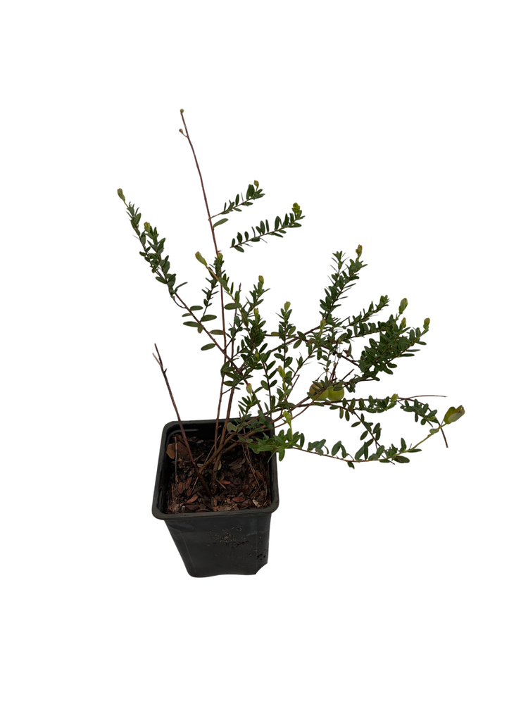 Ben Lear Cranberry Bush - Large / Early Fruiting - 3.25" Pot