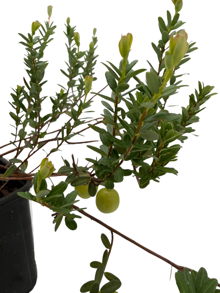Ben Lear Cranberry Bush - Large / Early Fruiting - 3.25" Pot