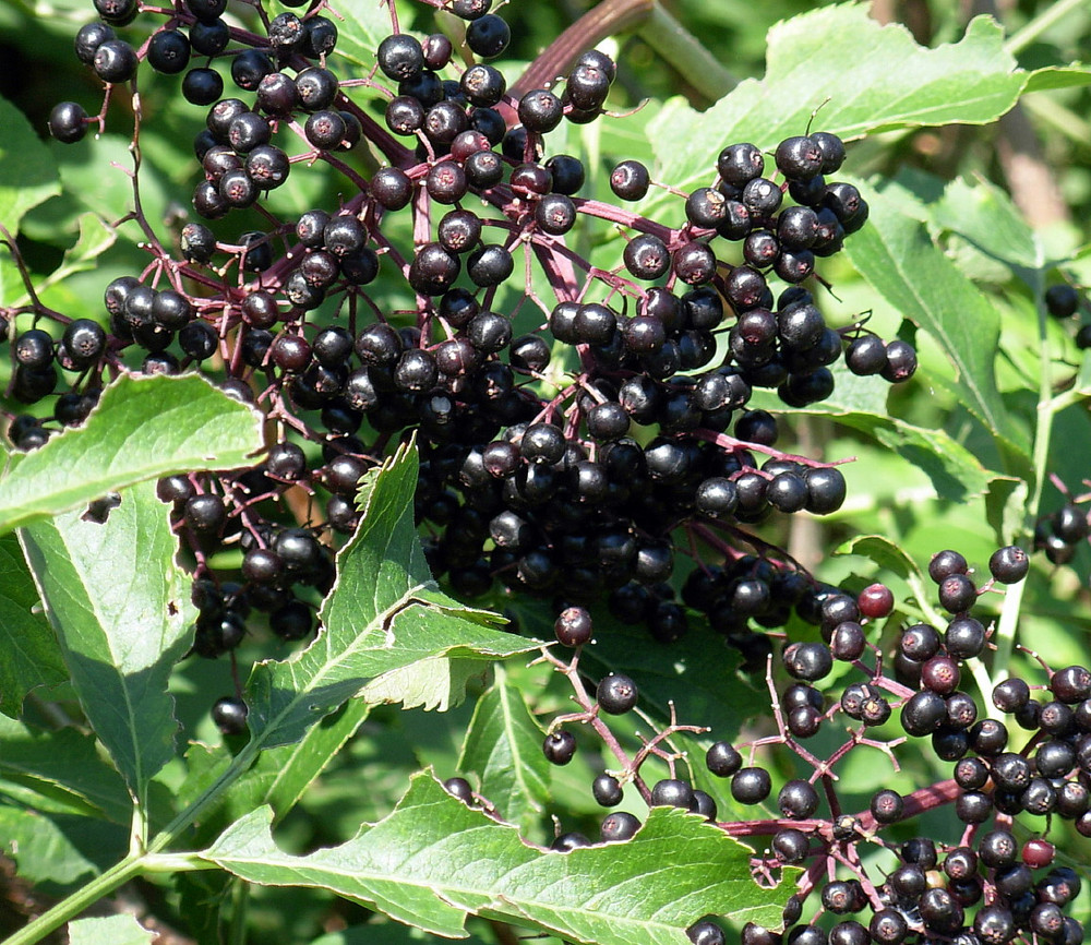 Wild Elderberry Shrub - Sambucus canadensis - 3.25" Pot