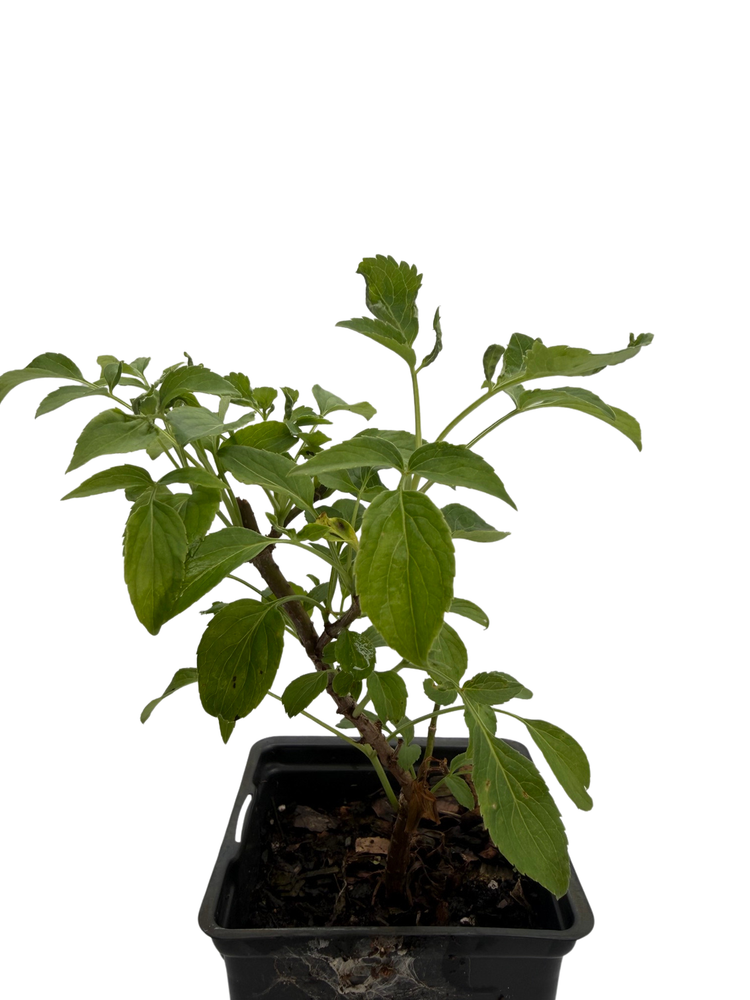Wild Elderberry Shrub - Sambucus canadensis - 3.25" Pot