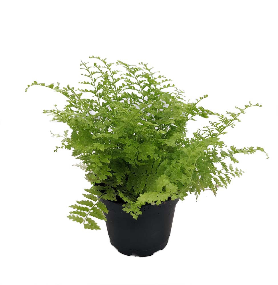 Cotton Candy Fern - Nephrolepis exaltata 'Marisa' -2.5" Pot - Fairy Gardens