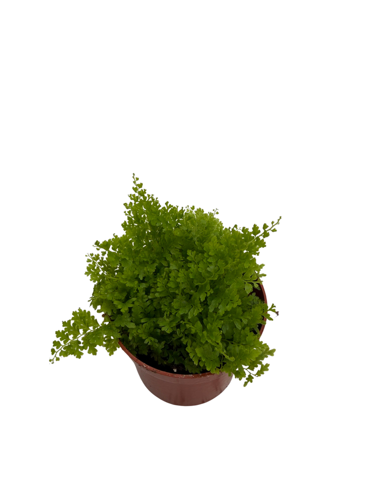 Cotton Candy Fern - Nephrolepis exaltata 'Marisa' -2.5" Pot - Fairy Gardens