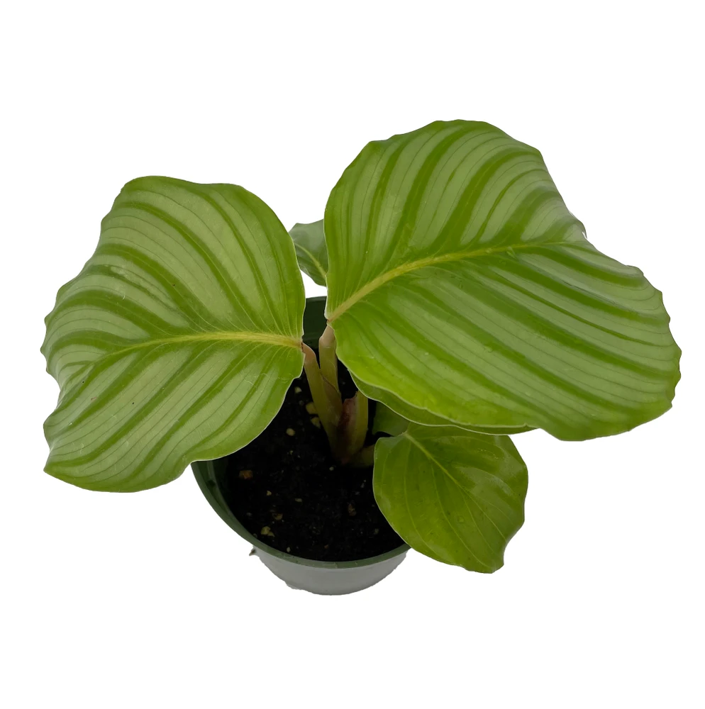 Orbit Peacock Plant - Calathea orbifolia - Easy House Plant - 4" Pot