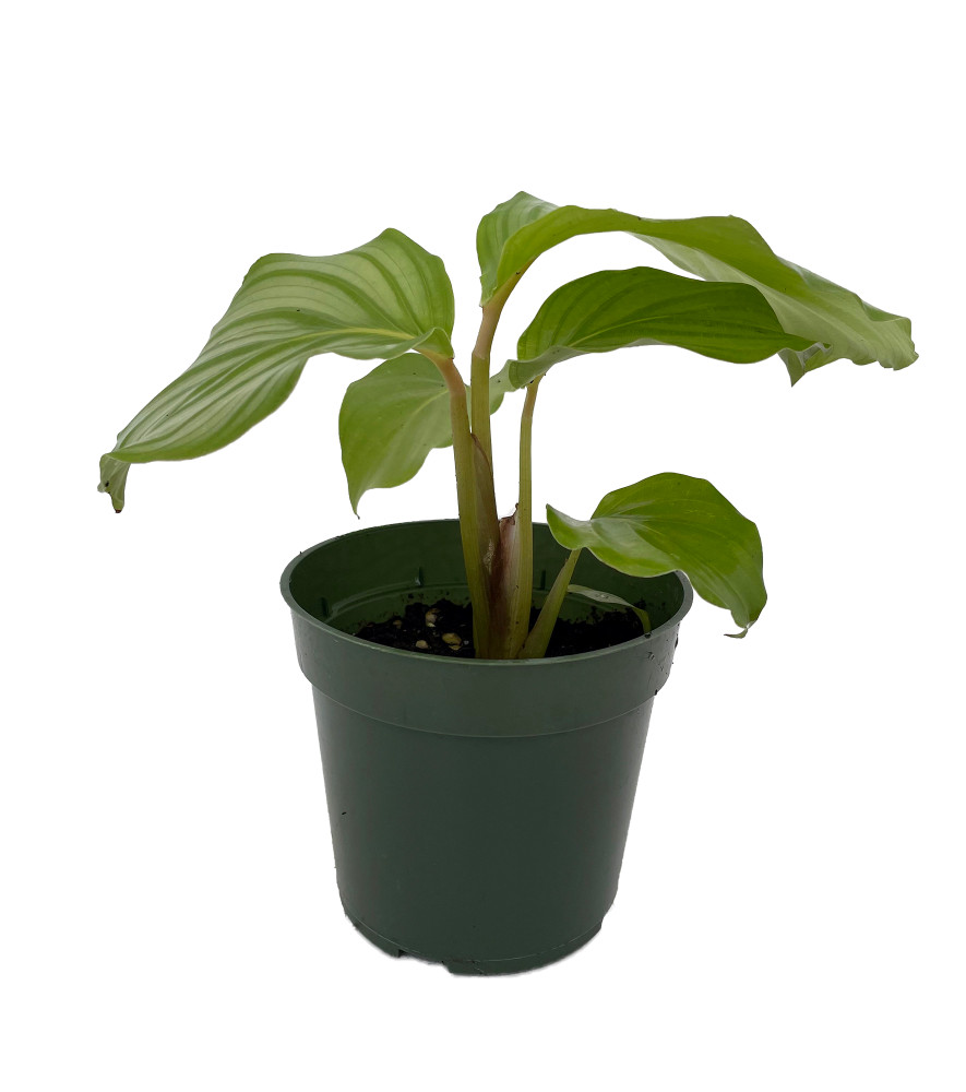 Orbit Peacock Plant - Calathea orbifolia - Easy House Plant - 4" Pot