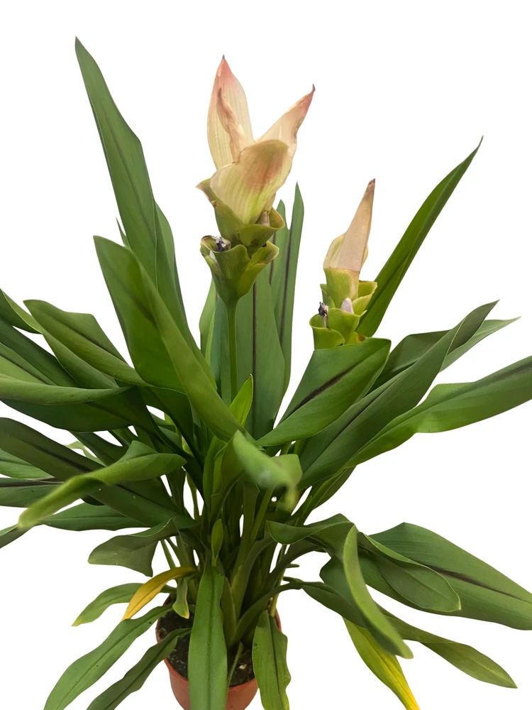 Siam Shadow Tulip Plant - Curcuma alismatifolia - 4" Pot