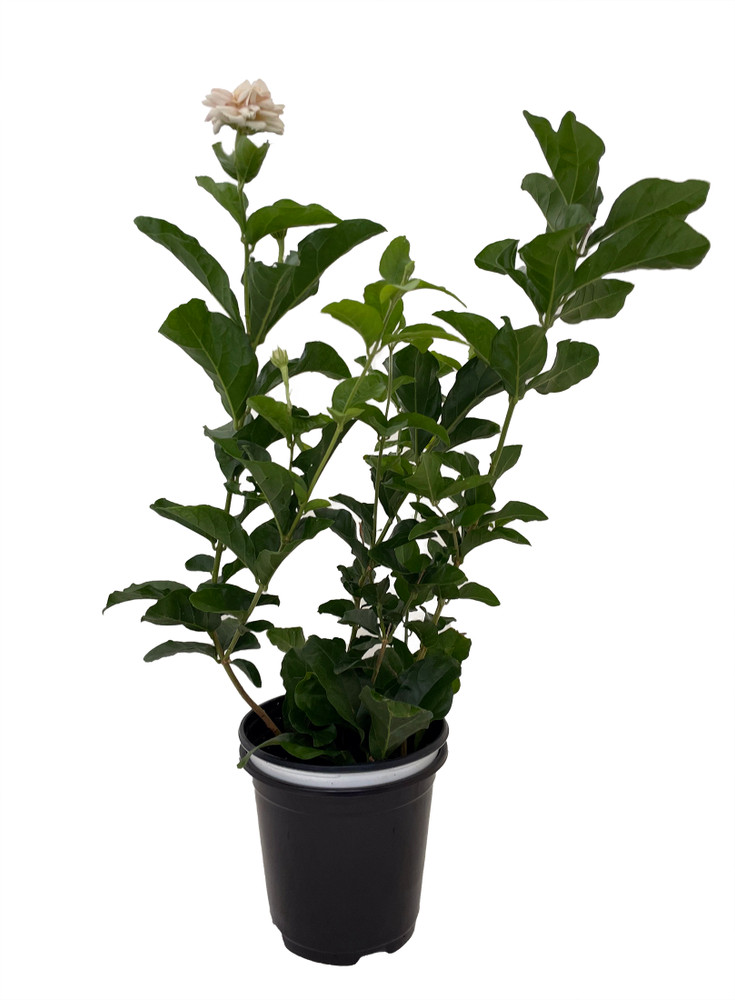 Grand Duke of Tuscany - Arabian Jasmine Plant - Triple Bloom - 6" Pot