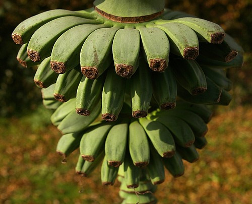 Ohio Grown Winter Hardy Basjoo Banana Plant - Musa - 2.5" POT