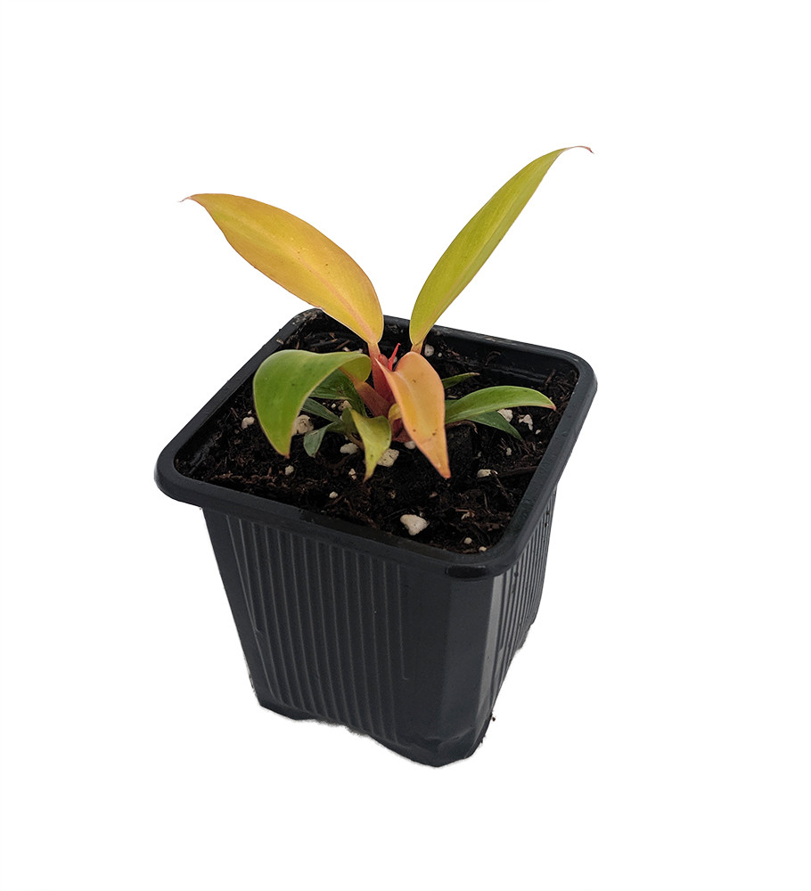 Prince of Orange Philodendron - 2.5" Pot