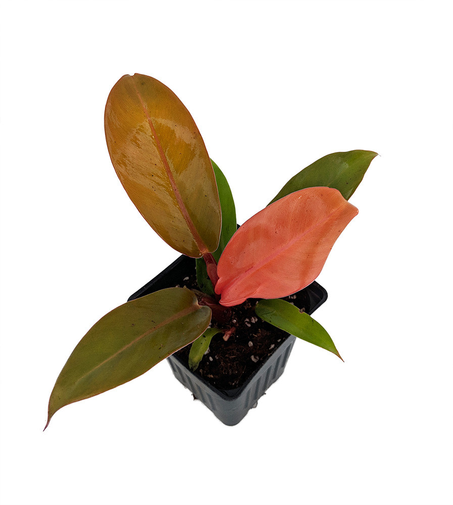 Prince of Orange Philodendron - 2.5" Pot