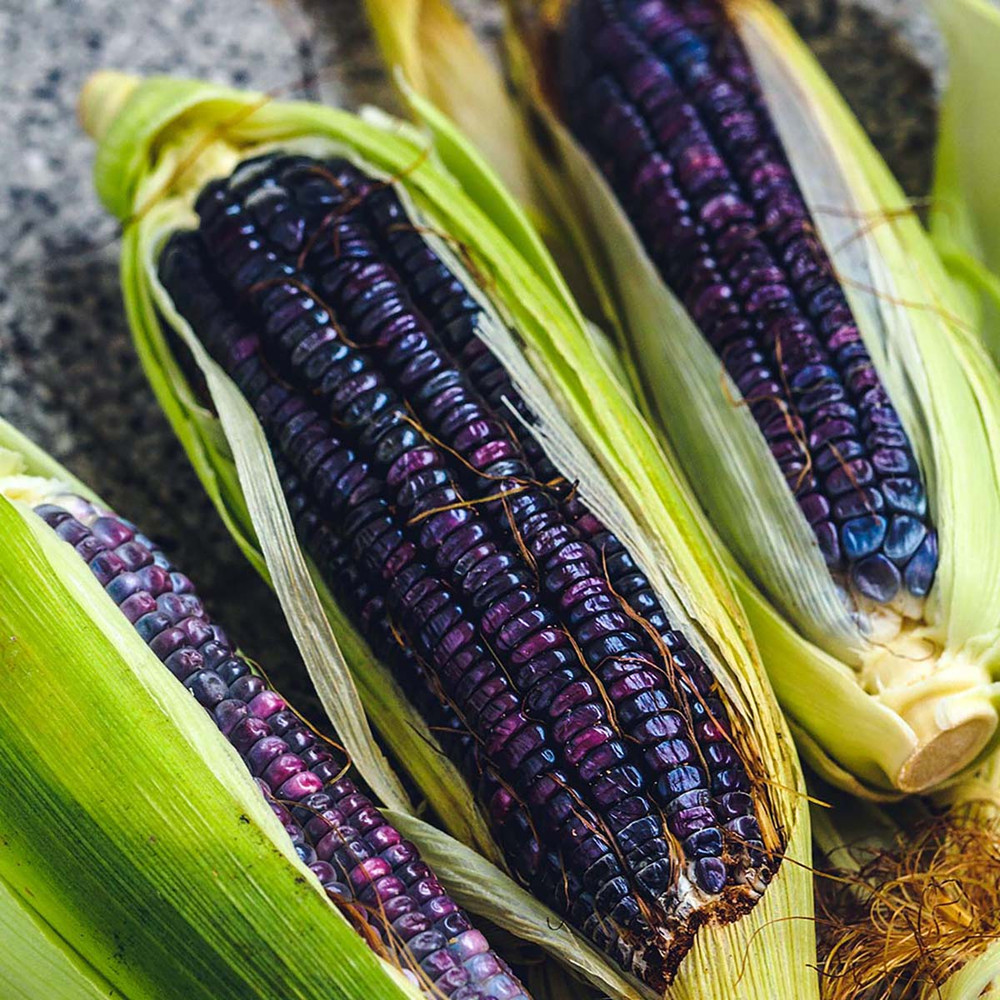 Hopi Blue Flour Corn 100 Seeds Hirt's Gardens