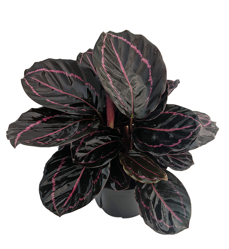 Dottie Rose Painted Prayer Plant - Calathea roseopicta 'Dottie' - Easy - 6" Pot