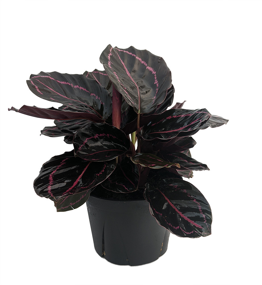 Dottie Rose Painted Prayer Plant - Calathea roseopicta 'Dottie' - Easy - 6" Pot