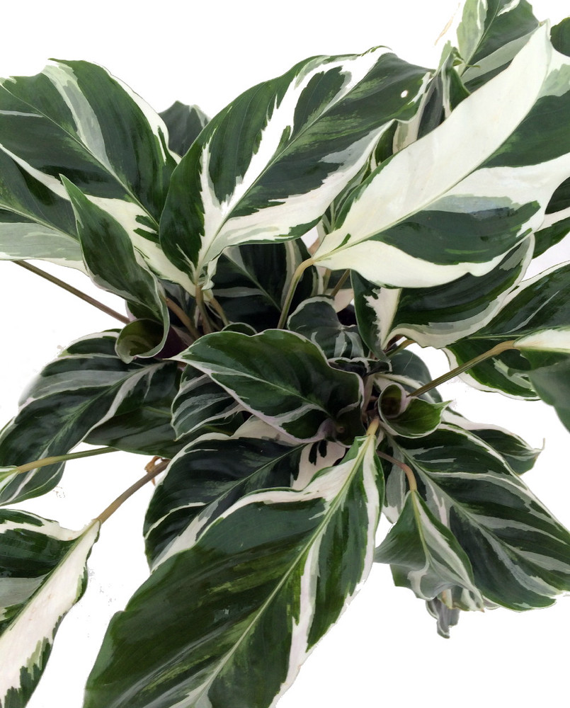 Fusion White Peacock Plant - Calathea - Easy House Plant - 6" Pot