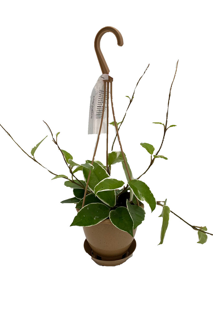 Krimson Queen Wax Plant - Hoya - 4" Hanging Basket - Trending