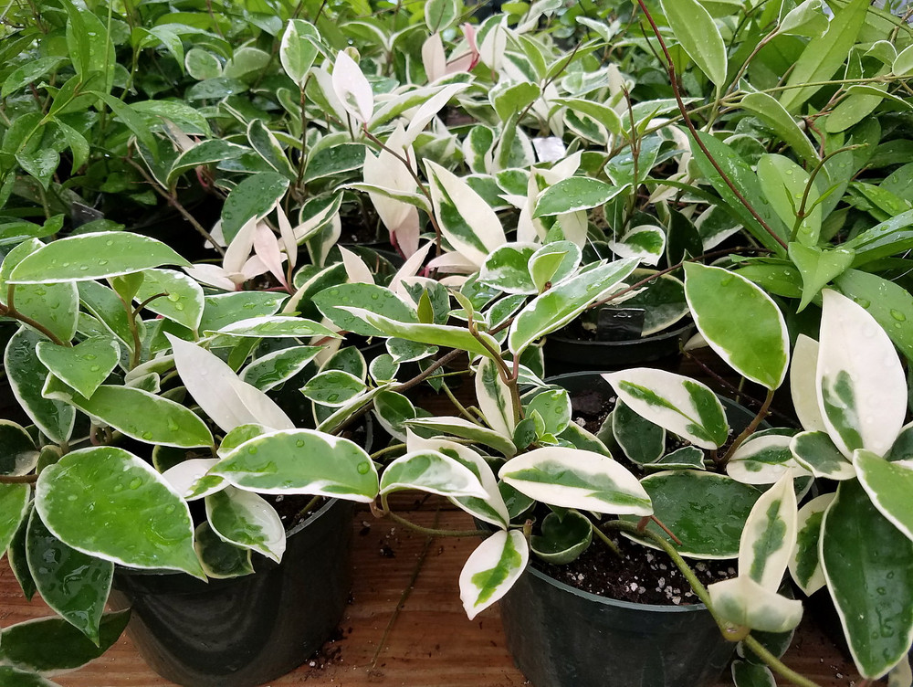 Krimson Queen Wax Plant - Hoya - 4" Hanging Basket - Trending
