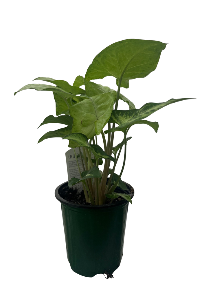 White Butterfly Arrowhead Plant - Syngonium - Nepthytis - 3.5" Pot