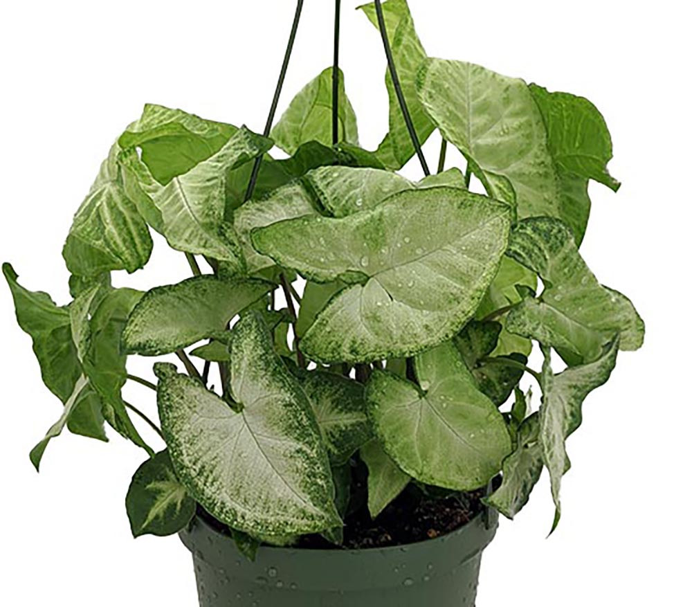 White Butterfly Arrowhead Plant - Syngonium - Nepthytis - 3.5" Pot