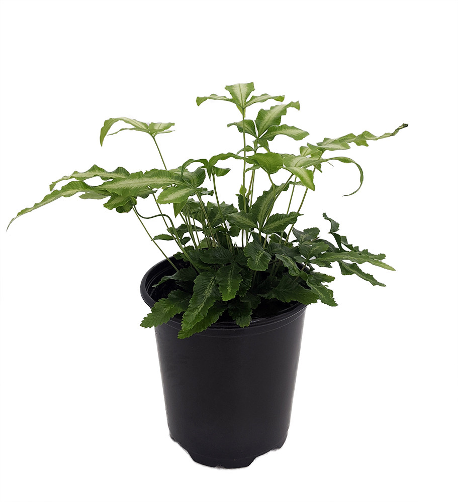 Ribbon Table Fern - 3.5" Pot