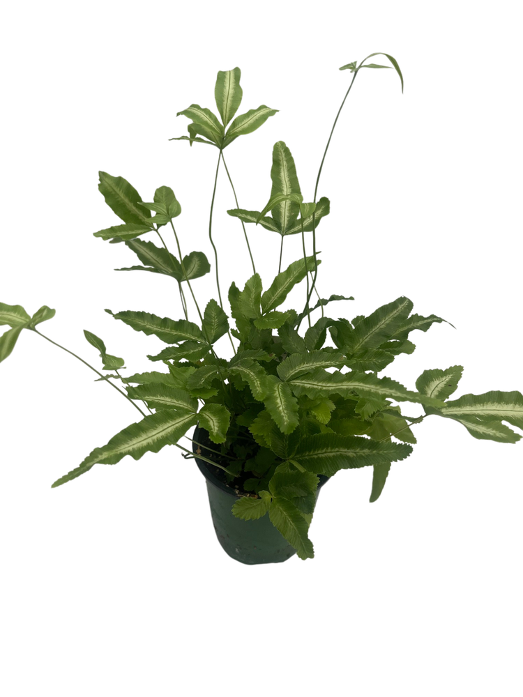 Ribbon Table Fern - 3.5" Pot
