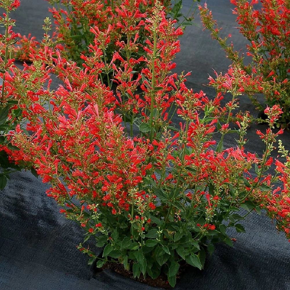 Red Kudos Hummingbird Mint - Agastache - Anise Hyssop- Hardy - Gallon Pot