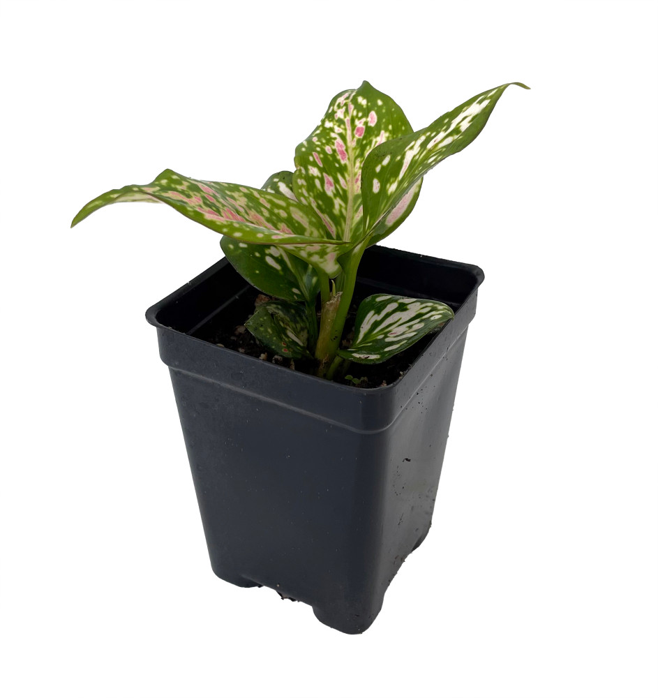 Wishes Chinese Evergreen Plant - Aglaonema - Low Light - 2.5" Pot