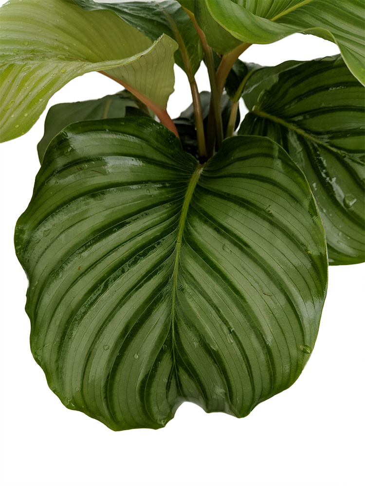 Orbit Peacock Plant - Calathea orbifolia - Easy House Plant - 6" Pot