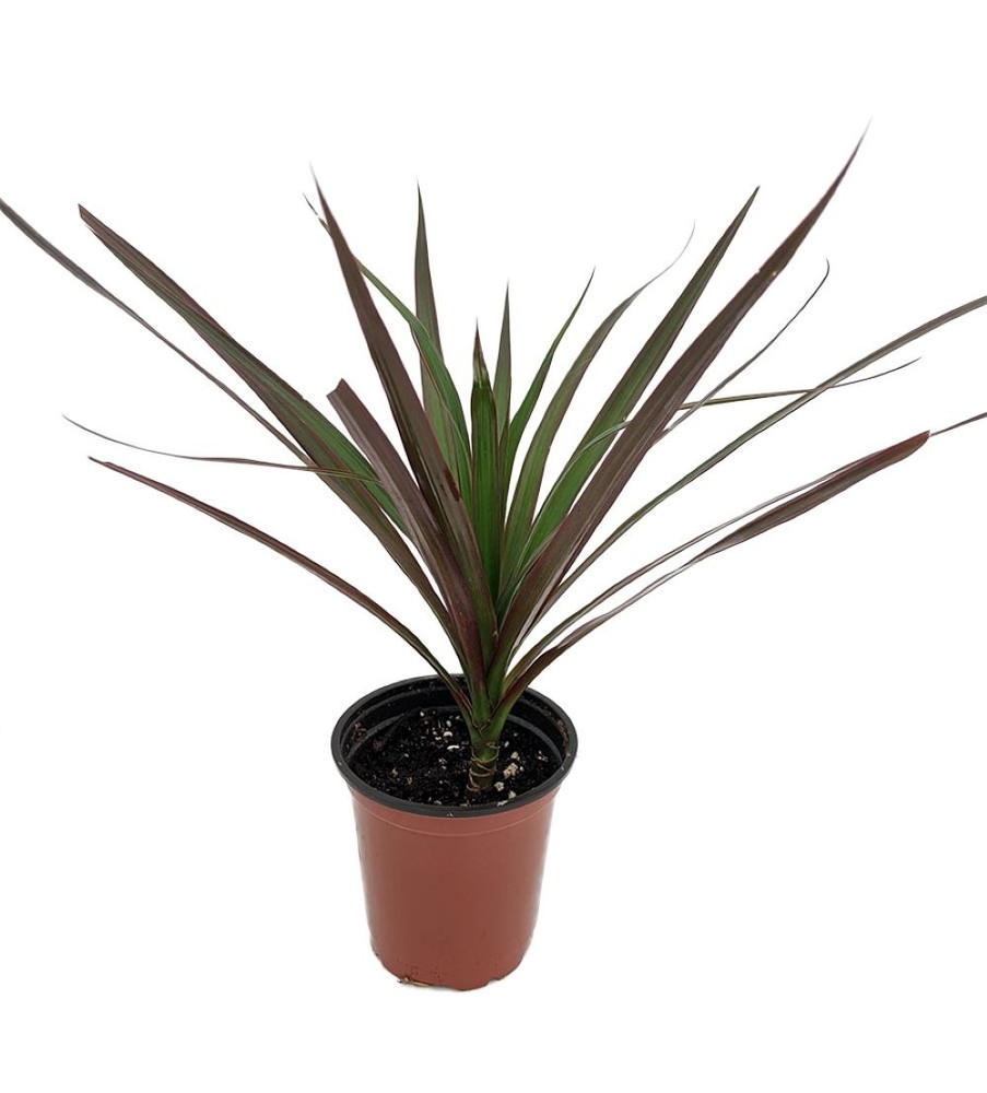 Magenta Madagascar Dragon Tree - Dracaena marginata - 3.5" Pot