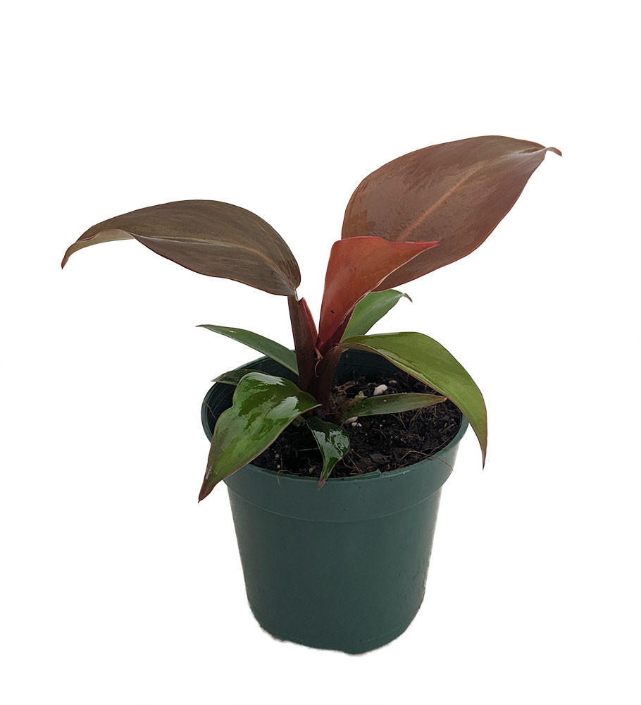 McColley's Finale Philodendron - 4" Pot - Collector's Series