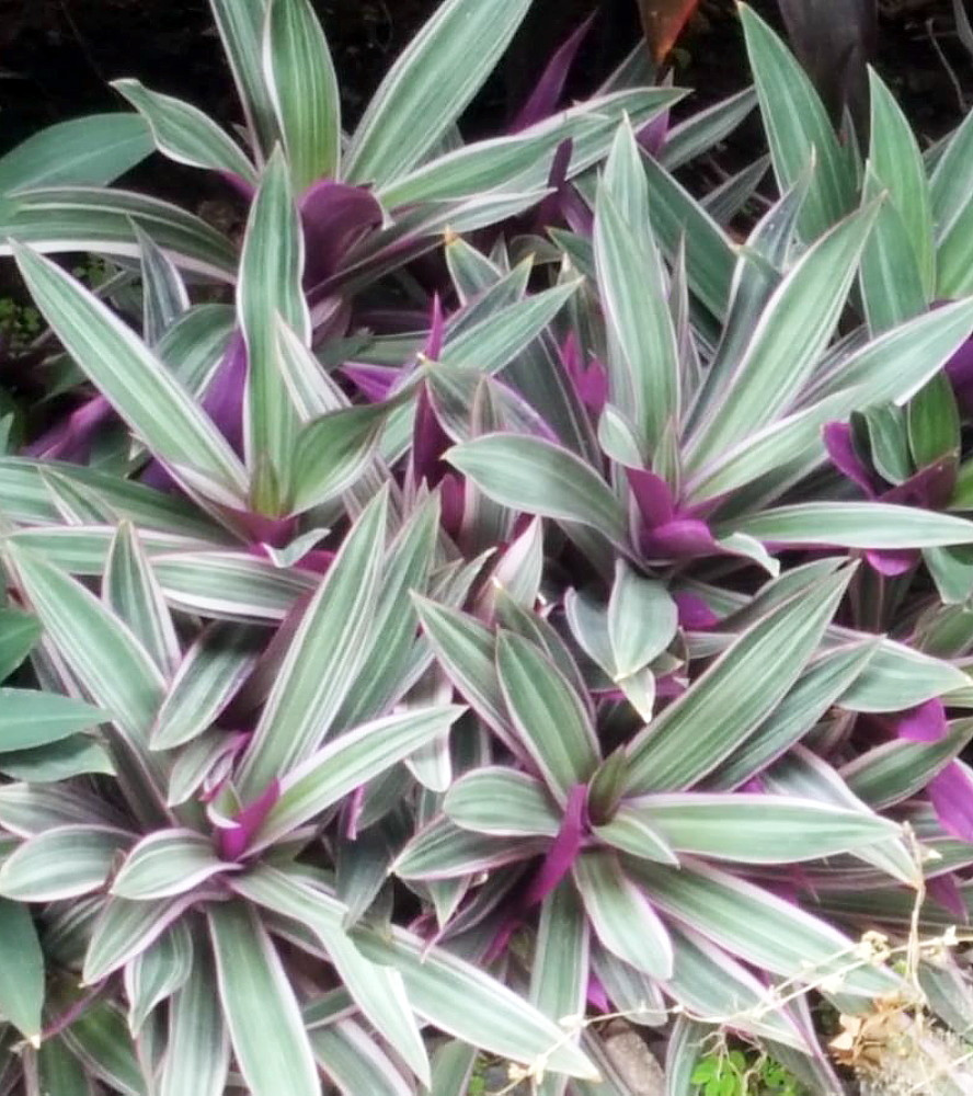 Tricolor Moses in the Cradle Plant -Rhoeo spathacea tricolor - 2.5" Pot